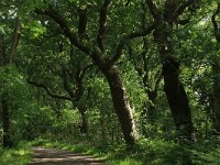 NL, Drenthe, Tynaarlo, Oudemolensche Diep 15, Saxifraga-Hans Boll