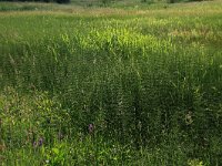 NL, Drenthe, Tynaarlo, Oudemolensche Diep 20, Saxifraga-Hans Boll