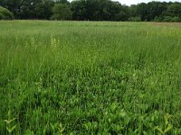 NL, Drenthe, Tynaarlo, Oudemolensche Diep 23, Saxifraga-Hans Boll