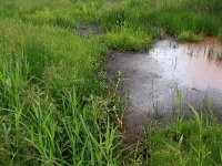 NL, Drenthe, Tynaarlo, Oudemolensche Diep 63, Saxifraga-Hans Boll