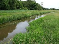 NL, Drenthe, Tynaarlo, Oudemolensche Diep 66, Saxifraga-Hans Boll