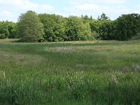 NL, Drenthe, Tynaarlo, Oudemolensche Diep 77, Saxifraga-Hans Boll