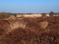 NL, Drenthe, Westerveld, Havelterberg 48, Saxifraga-Hans Dekker