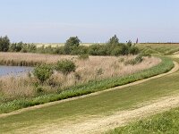 NL, Flevoland, Lelystad, NP Nieuw Land, Oostvaardersplassen 6, Saxifraga-Roel Meijer  Flevoland, Netherlands : Oostvaardersplassen, nature reserve, wetland, Natura 2000, rural landscape, marsh, reed, dike, summer