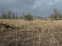 NL, Flevoland, Lelystad, Oostvaardersplassen 15, Saxifraga-Willem van Kruijsbergen