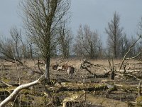 NL, Flevoland, Lelystad, Oostvaardersplassen 18, Saxifraga-Willem van Kruijsbergen