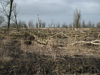 NL, Flevoland, Lelystad, Oostvaardersplassen 23, Saxifraga-Willem van Kruijsbergen