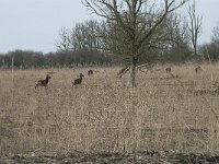 NL, Flevoland, Lelystad, Oostvaardersplassen 26, Saxifraga-Willem van Kruijsbergen