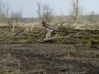 NL, Flevoland, Lelystad, Oostvaardersplassen 39, Saxifraga-Willem van Kruijsbergen