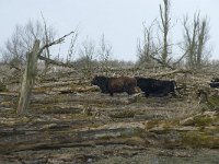 NL, Flevoland, Lelystad, Oostvaardersplassen 52, Saxifraga-Willem van Kruijsbergen