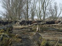 NL, Flevoland, Lelystad, Oostvaardersplassen 53, Saxifraga-Willem van Kruijsbergen