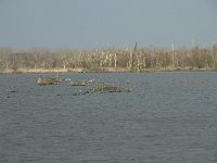 NL, Flevoland, Lelystad, Oostvaardersplassen 58, Saxifraga-Willem van Kruijsbergen