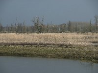 NL, Flevoland, Lelystad, Oostvaardersplassen 93, Saxifraga-Willem van Kruijsbergen