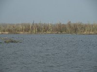 NL, Flevoland, Lelystad, Oostvaardersplassen 97, Saxifraga-Willem van Kruijsbergen