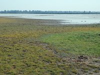 NL, Friesland, Dongeradeel, Ezumakeeg 1, Saxifraga-Jan van der Straaten