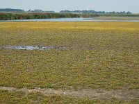 NL, Friesland, Dongeradeel, Ezumakeeg 2, Saxifraga-Jan van der Straaten