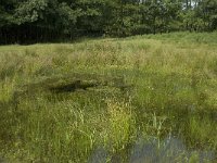 NL, Friesland, Gaasterland-Sloten, Wyldemerk 9, Saxifraga-Willem van Kruijsbergen