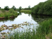 NL, Friesland, Heerenveen, De Deelen 8, Saxifraga-Hans Boll