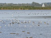 NL, Friesland, Noardeast-Fryslan, Ezumakeeg 2, Saxifraga-Tom Heijnen