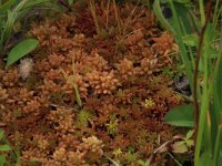 NL, Gelderland, Berg en Dal, De Bruuk 10, Saxifraga-Hans Boll