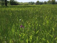 NL, Gelderland, Berg en Dal, De Bruuk 107, Saxifraga-Hans Boll