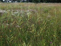 NL, Gelderland, Berg en Dal, De Bruuk 111, Saxifraga-Hans Boll