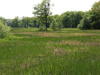 NL, Gelderland, Berg en Dal, De Bruuk 117, Saxifraga-Hans Boll