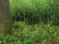 NL, Gelderland, Berg en Dal, De Bruuk 143, Saxifraga-Hans Boll