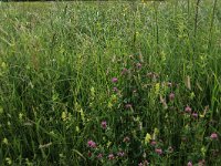 NL, Gelderland, Berg en Dal, De Bruuk 149, Saxifraga-Hans Boll