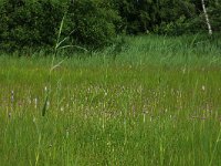 NL, Gelderland, Berg en Dal, De Bruuk 151, Saxifraga-Hans Boll