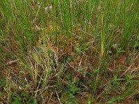 NL, Gelderland, Berg en Dal, De Bruuk 169, Saxifraga-Hans Boll