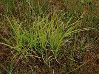 NL, Gelderland, Berg en Dal, De Bruuk 179, Saxifraga-Hans Boll