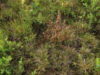 NL, Gelderland, Berg en Dal, De Bruuk 193, Saxifraga-Hans Boll