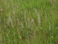 NL, Gelderland, Berg en Dal, De Bruuk 200, Saxifraga-Hans Boll