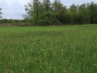 NL, Gelderland, Berg en Dal, De Bruuk 28, Saxifraga-Hans Boll