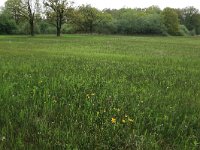 NL, Gelderland, Berg en Dal, De Bruuk 46, Saxifraga-Hans Boll