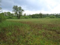 NL, Gelderland, Berg en Dal, De Bruuk 49, Saxifraga-Hans Boll