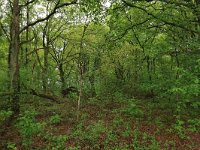 NL, Gelderland, Berg en Dal, De Bruuk 60, Saxifraga-Hans Boll