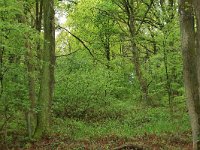 NL, Gelderland, Berg en Dal, De Bruuk 61, Saxifraga-Hans Boll