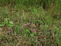 NL, Gelderland, Berg en Dal, De Bruuk 66, Saxifraga-Hans Boll