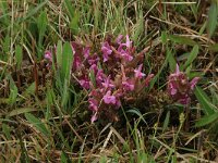 NL, Gelderland, Berg en Dal, De Bruuk 73, Saxifraga-Hans Boll