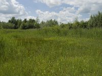 NL, Gelderland, Buren, Tichelgaten 14, Saxifraga-Willem van Kruijsbergen