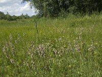 NL, Gelderland, Buren, Tichelgaten 27, Saxifraga-Willem van Kruijsbergen