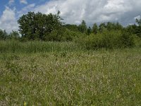 NL, Gelderland, Buren, Tichelgaten 4, Saxifraga-Willem van Kruijsbergen