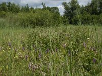 NL, Gelderland, Buren, Tichelgaten 6, Saxifraga-Willem van Kruijsbergen