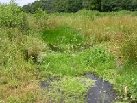 NL, Gelderland, Rheden, Laag Soerense Broek 4, Saxifraga-Henk Sierdsema