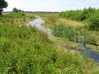 NL, Gelderland, Rheden, Laag Soerense Broek 7, Saxifraga-Henk Sierdsema