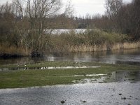 NL, Gelderland, Zaltbommel, Breemwaard 6, Saxifraga-Roel Meijer