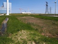 NL, Groningen, Eemsmond, Eemshaven 5, Saxifraga-Hans Dekker