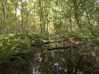 NL, Groningen, Hoogezand-Sappemeer, Westerbroek 19, Saxifraga-Jaap Schelvis : Westerbroek